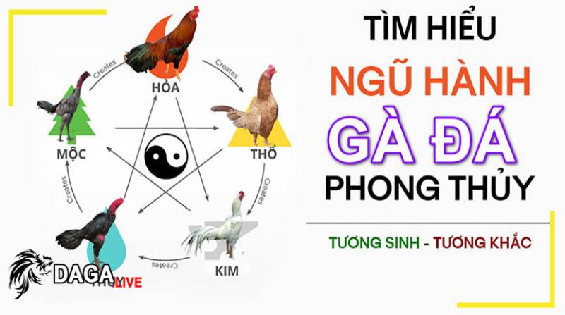 Cách Coi Ngày Đá Gà Hôm Nay Theo Ngũ Hành Tốt