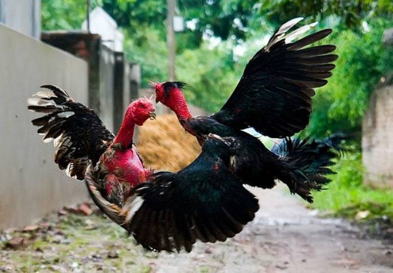 Cách Ứng Dụng Kinh Kê Trong Việc Chọn Gà Chọi