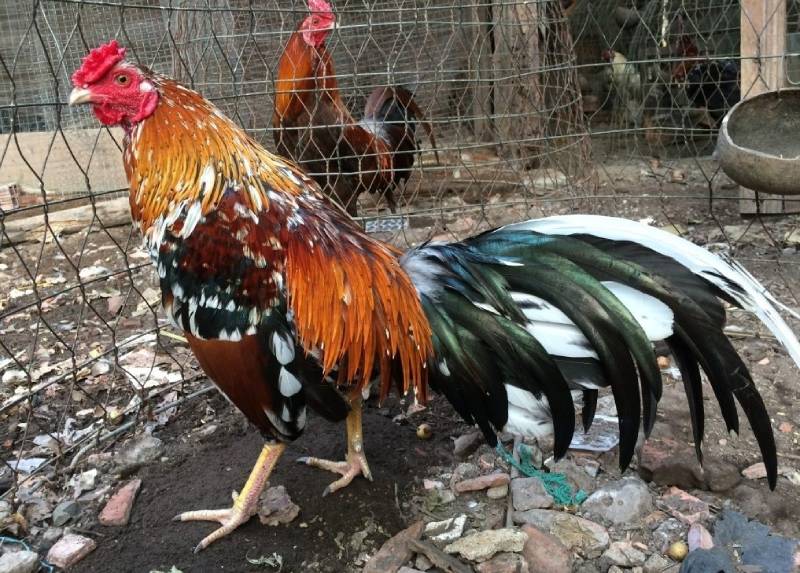 Cách xác định màu mạng gà theo ngày