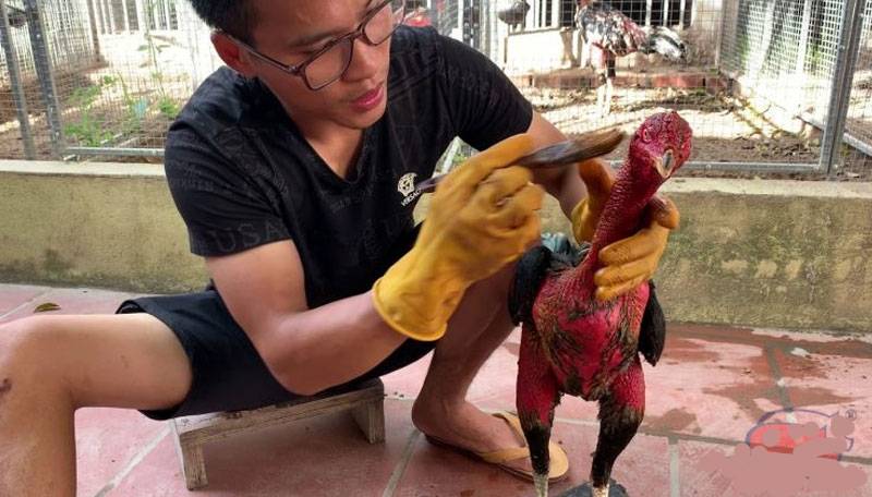 Chăm sóc sau thi đấu