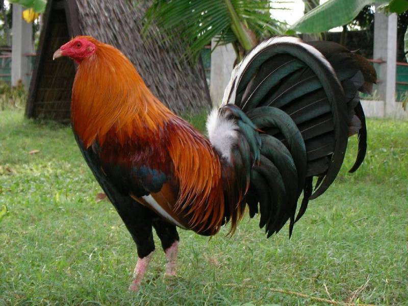 Chọn theo giống nổi tiếng