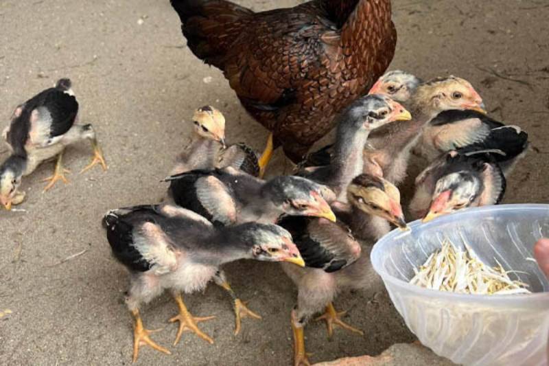 Chọn từ các trại giống uy tín