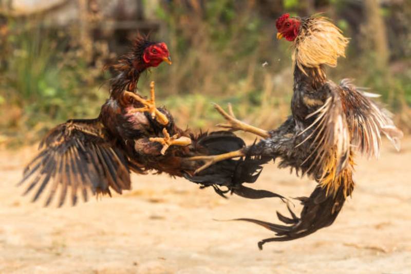 Đá Gà Quyền Anh (Đá Gà Boxer)