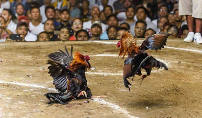 Đá Gà Truyền Thống (Đá Gà Lô)
