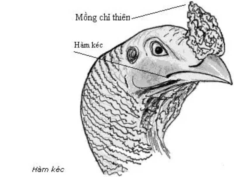 Diễn Nghĩa Kinh Kê và Ứng Dụng Vào Gà Chọi