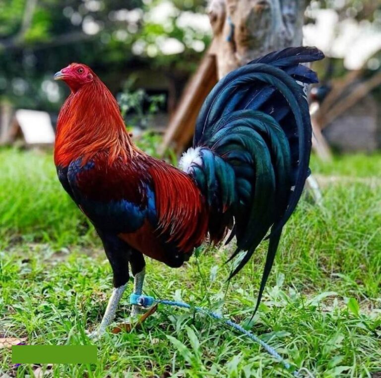 Gà Cuban Là Gì? Các Dòng Gà Cuban Phổ Biến Nhất