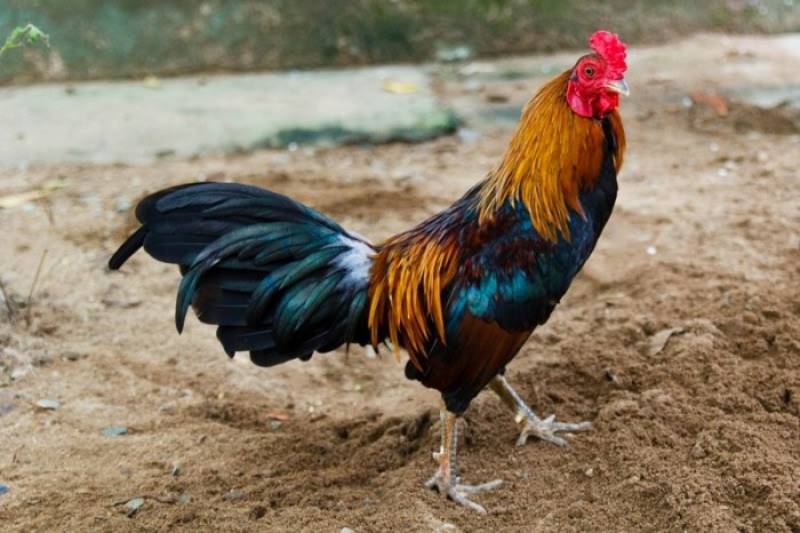Hiểu Rõ Về Giống Gà Tre