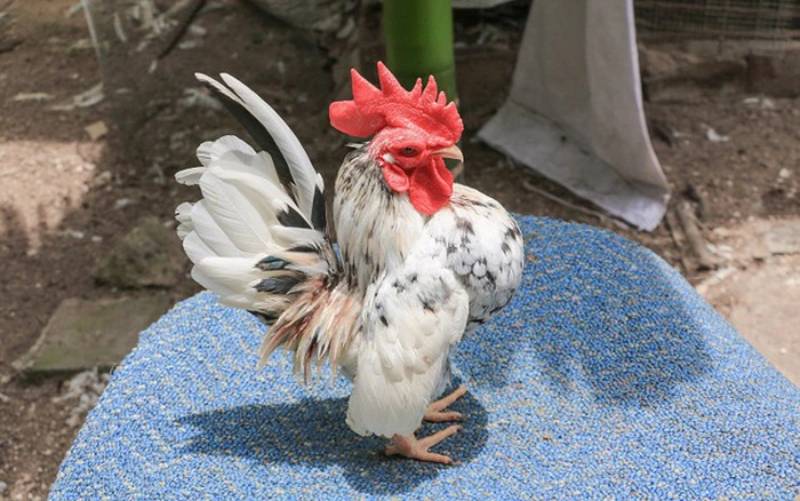 Lựa Chọn Giống Gà Tre Mã Lai