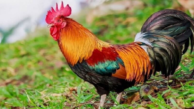 Màu mạng trong đá gà là gì?