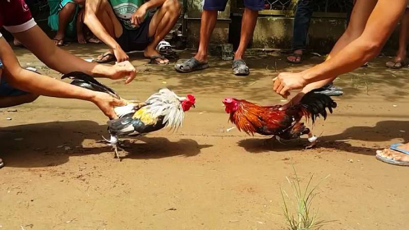 Nắm Vững Quy Tắc và Hình Thức Cá Cược