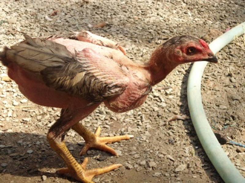 Những dị tướng có thể mang lại tài năng đặc biệt
