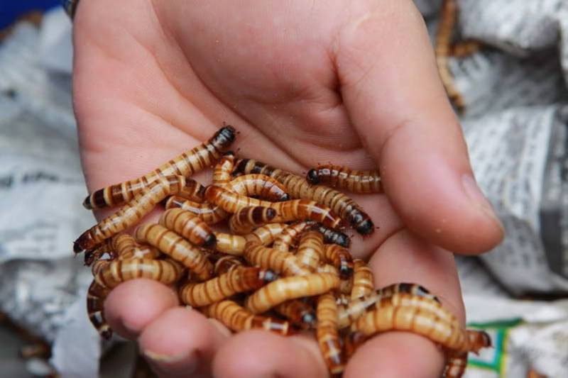 Thức ăn chính cho gà tre Mã Lai: