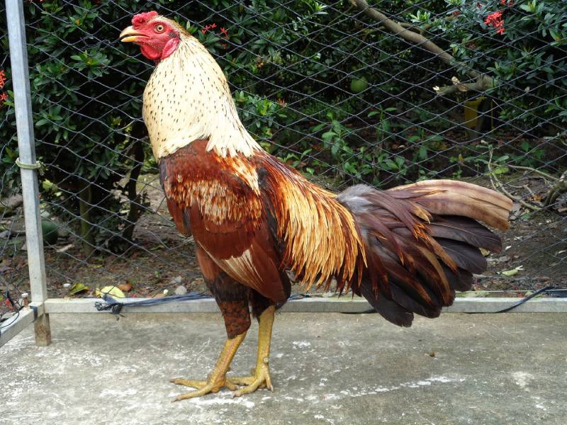 Cách Luyện Chân Gà Đá Chắc Khỏe Giúp Gà Chiến Luôn Sẵn Sàng